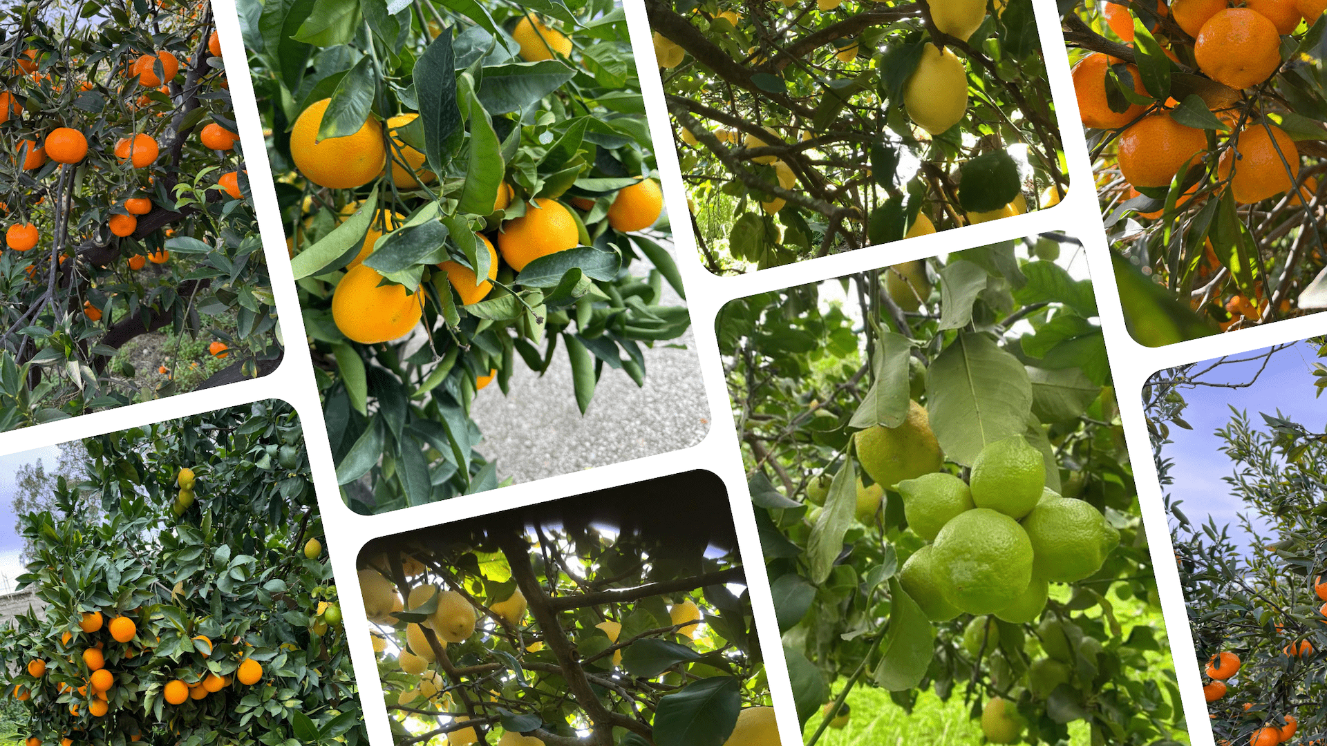 Nebrodi Sicilia - Agrumi Siciliani - Arance - Limoni - Mandarini