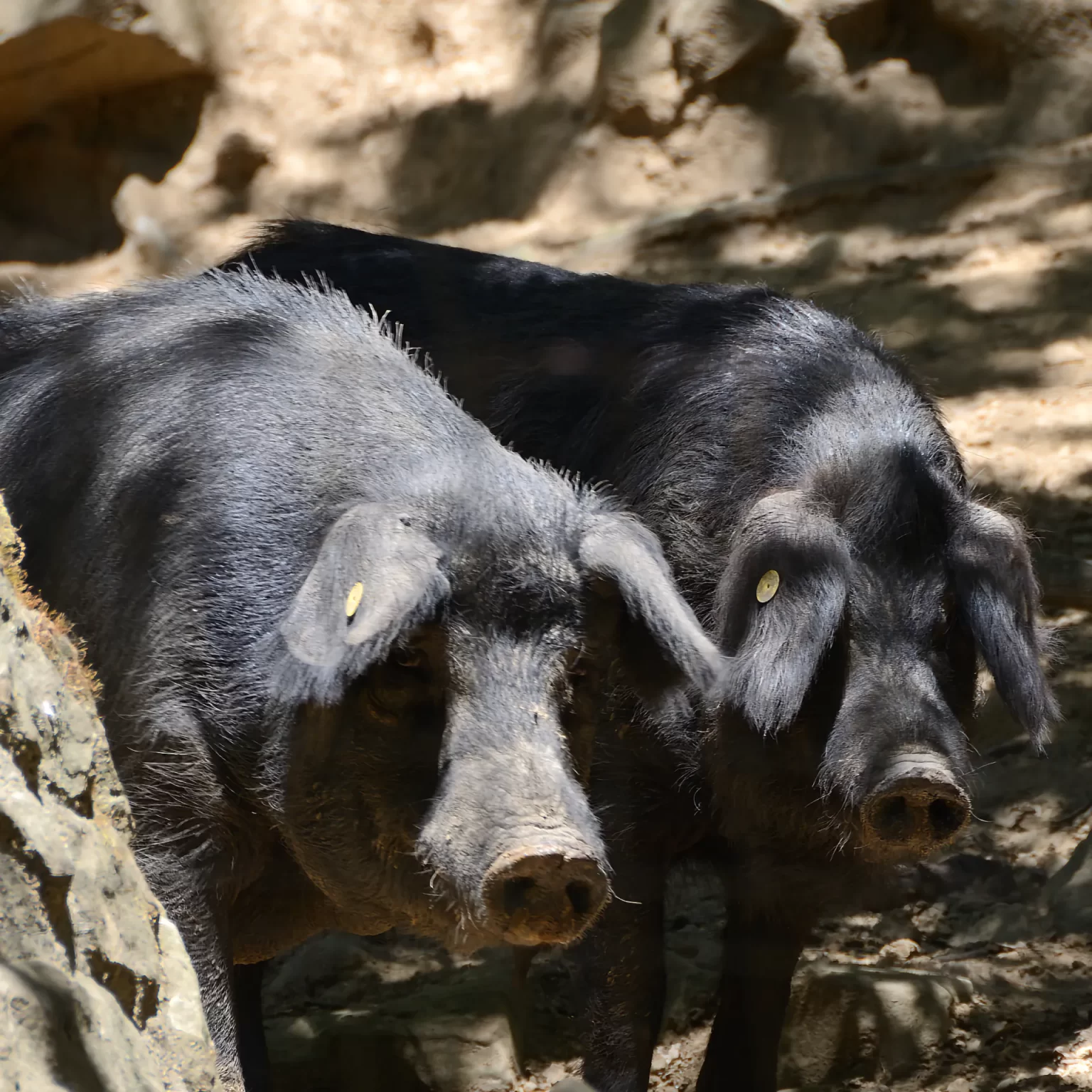 Nebrodi Sicilia - Suino nero dei Nebrodi 